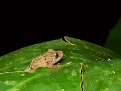 Pristimantis carvalhoi