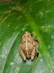 Pristimantis carvalhoi
