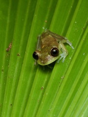 Boana nympha