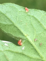 Aphidoletes aphidimyza