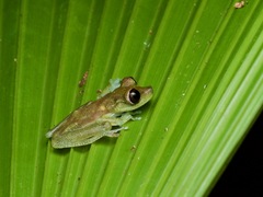Boana nympha