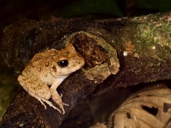 Oreobates quixensis