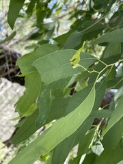 Eucalyptus conica