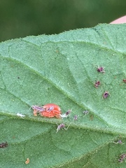 Aphidoletes aphidimyza