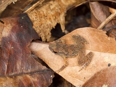 Amazophrynella minuta