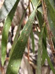 Chitonaleyrodes canberrensis