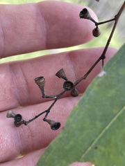 Eucalyptus conica