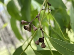 Eucalyptus conica