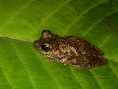 Osteocephalus cabrerai