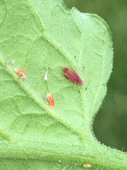 Aphidoletes aphidimyza