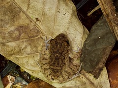 Oreobates quixensis