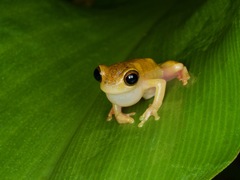 Dendropsophus triangulum