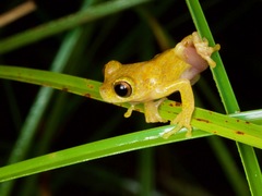 Dendropsophus triangulum