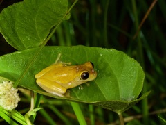 Dendropsophus triangulum