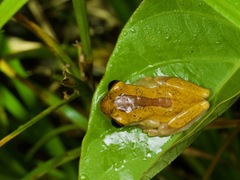 Dendropsophus triangulum