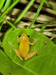Dendropsophus triangulum