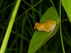 Dendropsophus triangulum
