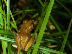 Dendropsophus triangulum