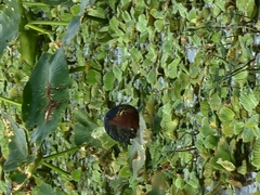 Butorides virescens image