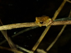 Dendropsophus triangulum