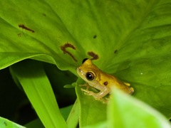 Dendropsophus triangulum