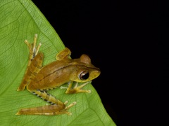 Boana calcarata