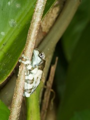 Trachycephalus resinifictrix