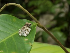 Trachycephalus resinifictrix