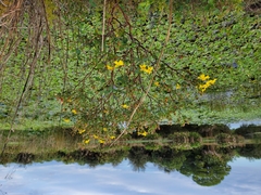 Hypericum tetrapetalum