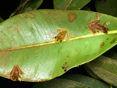 Boana calcarata