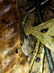 Adenomera hylaedactyla