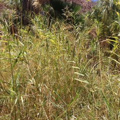 Phragmites australis berlandieri