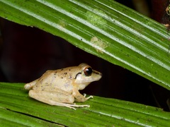 Pristimantis malkini