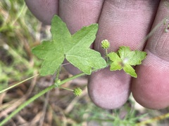 Hydrocotyle acutiloba