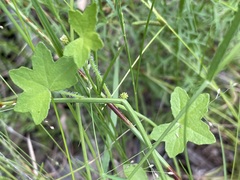 Hydrocotyle acutiloba