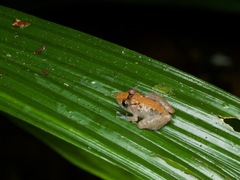 Pristimantis luscombei