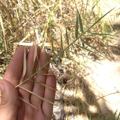 Phragmites australis berlandieri