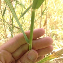 Phragmites australis berlandieri