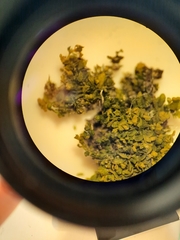 Siphonolejeunea nudipes