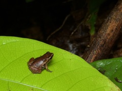 Chiasmocleis carvalhoi