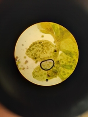 Siphonolejeunea nudipes