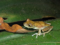 Boana nympha