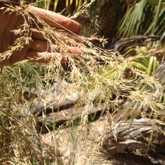 Phragmites australis berlandieri