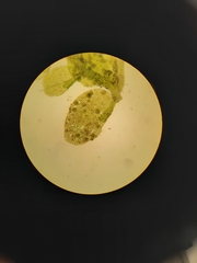 Siphonolejeunea nudipes