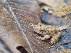 Oreobates quixensis
