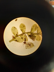 Siphonolejeunea nudipes