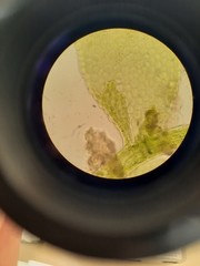 Siphonolejeunea nudipes