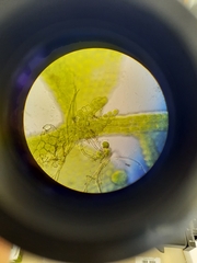 Siphonolejeunea nudipes