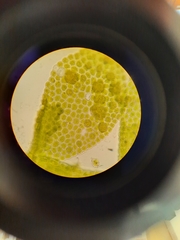 Siphonolejeunea nudipes