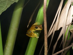 Boana calcarata